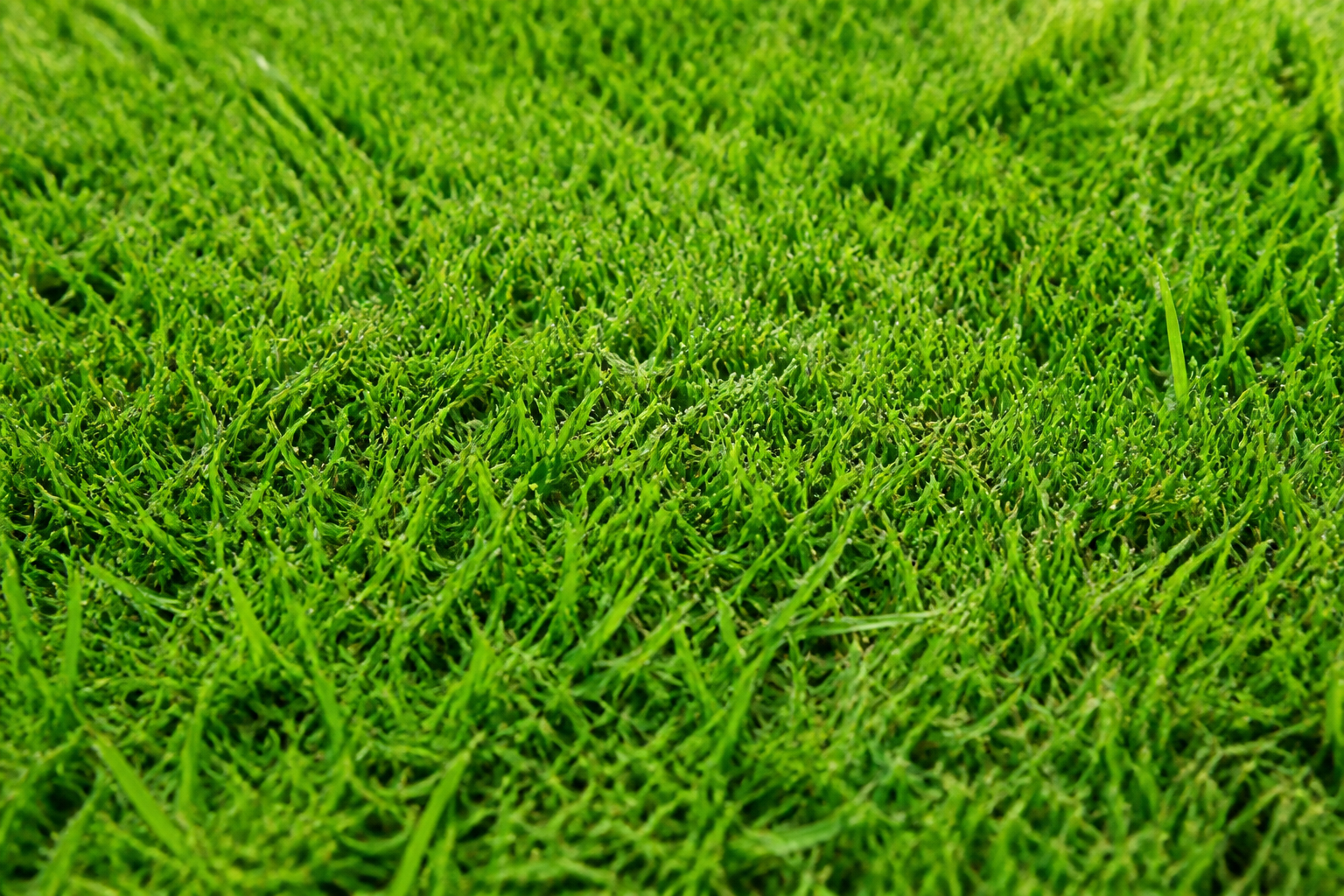 Close-up of dense, fine-textured Bermuda grass turf